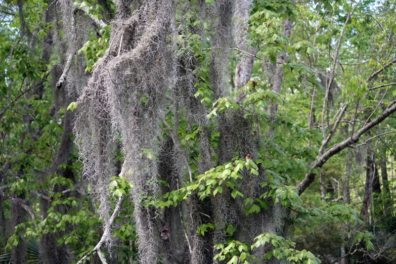 tree nches covered in moss in the forest