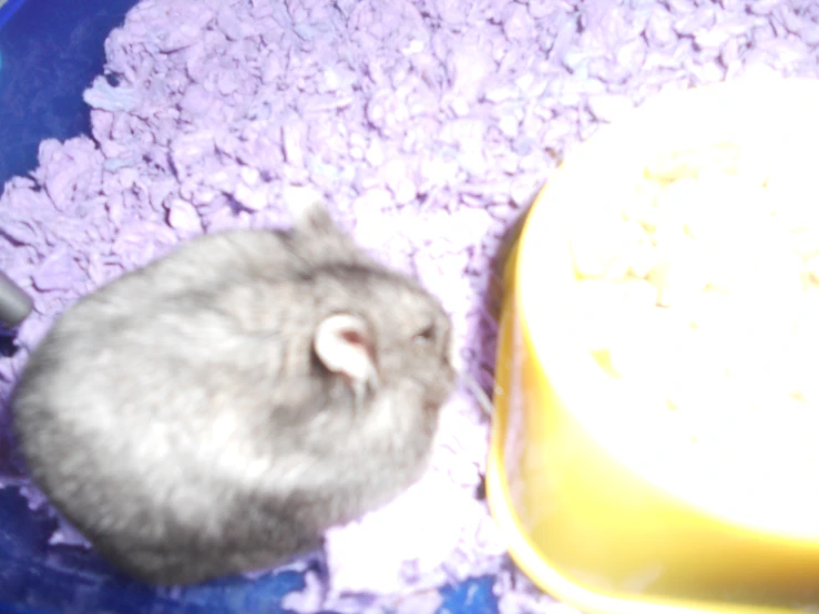 an adult and child grey hamster in their feeding bowl