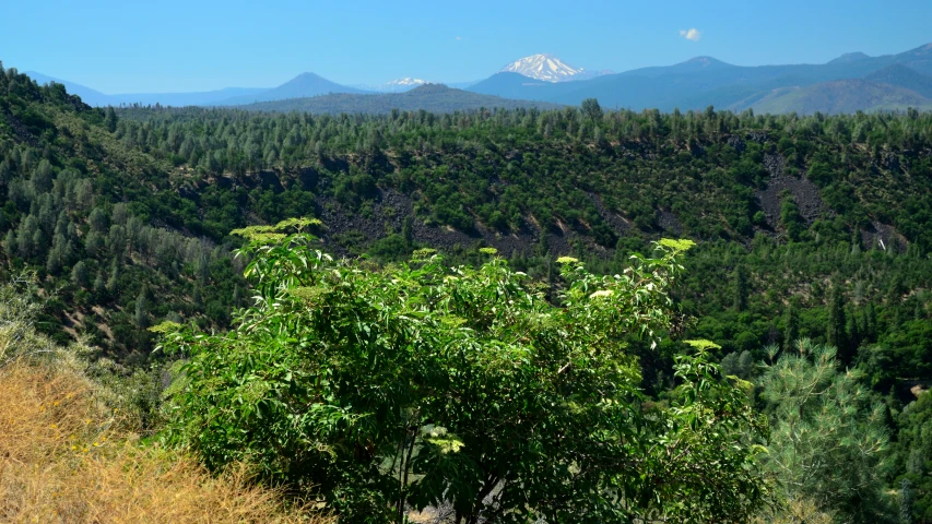 trees in the wilderness are surrounded by mountains