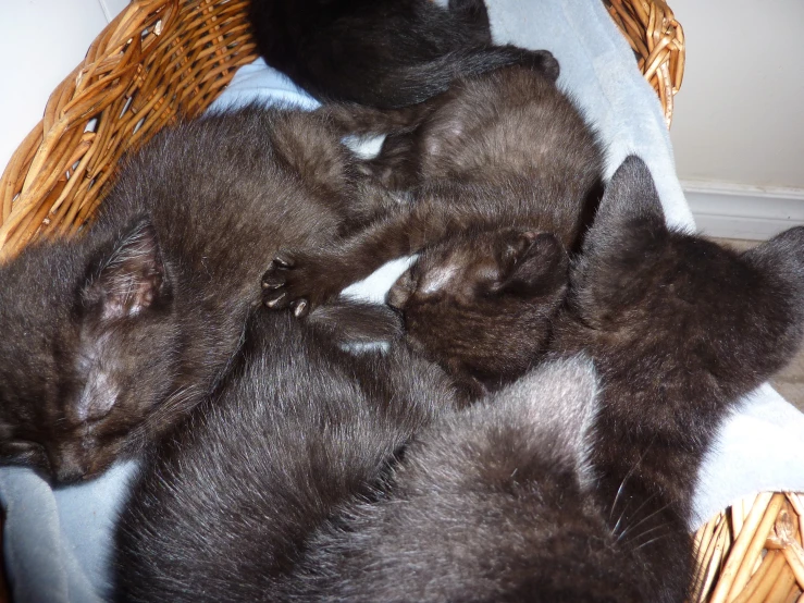 a group of small gray and white kittens curled up in a basket