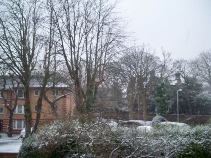 snow is on the ground in front of several trees