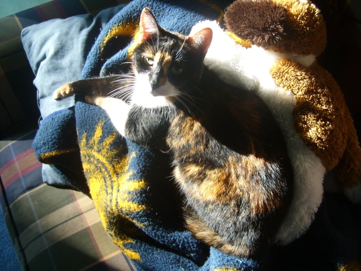 a cat laying next to a teddy bear on a blanket