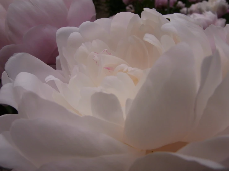 two large white and pink flowers blooming together