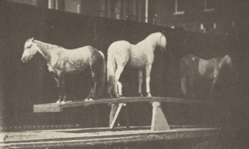black and white po of two horses on top of a platform