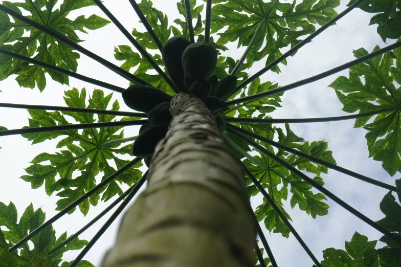 looking up into the canopy of a tree with leaves in full view