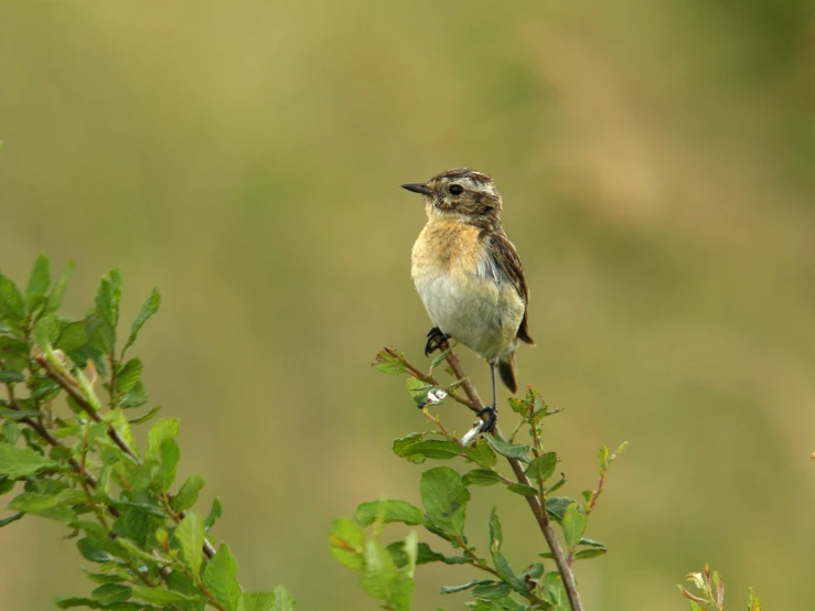 a bird is sitting on top of a green nch