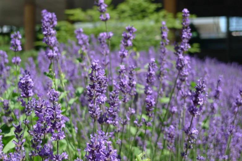 a field full of purple flowers that are blooming