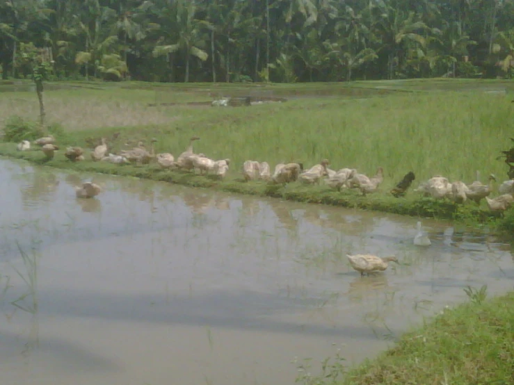 flock of birds walking in a muddy creek next to rice fields