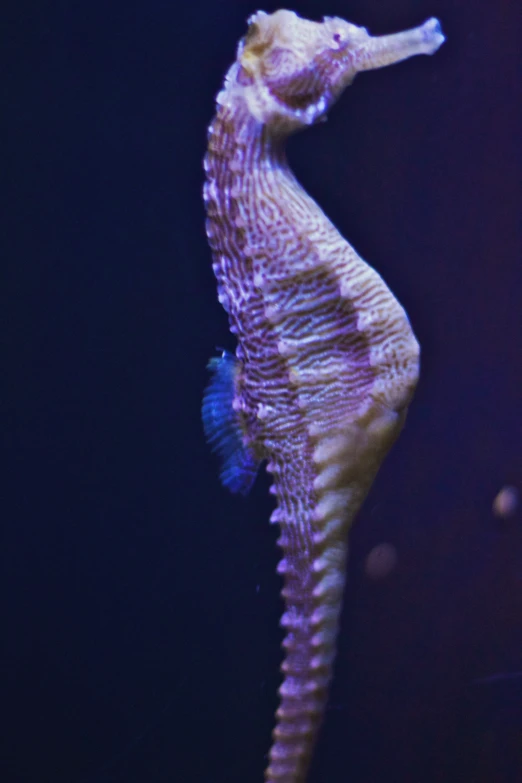 a seahorse, seen in the top view looking down at its head and fins