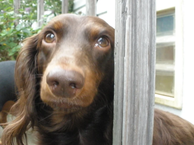 an adorable brown dog looking out a window