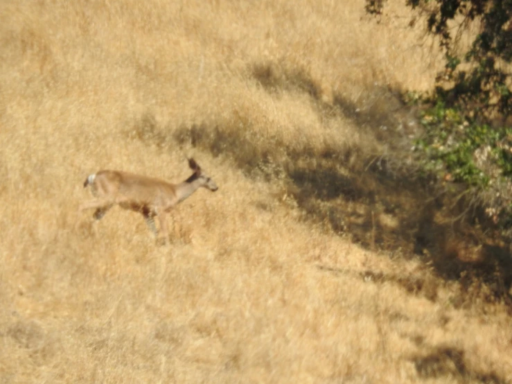 a deer running through a dried field in the sun