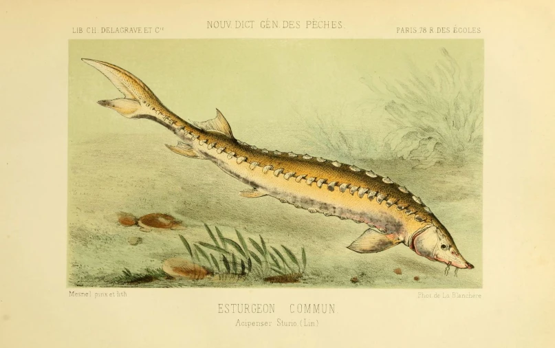 a drawing of an aquatic animal in the water