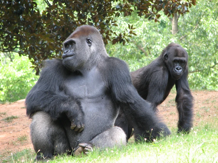 a big silver gorilla standing on his legs and looking at soing
