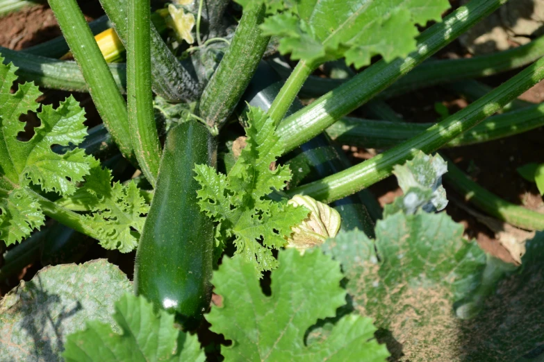 a green vegetable plant with leaves that look like leaves