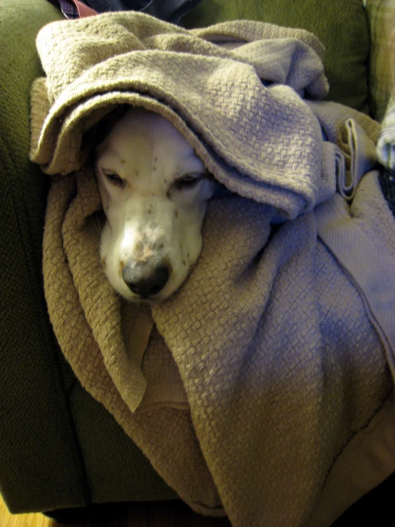 a dog is covered up with a blanket