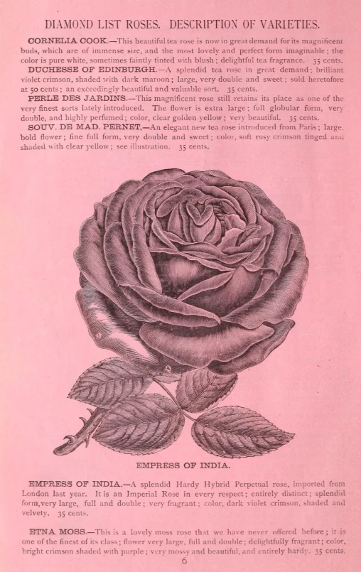 a book on roses is shown with its page heading in a text