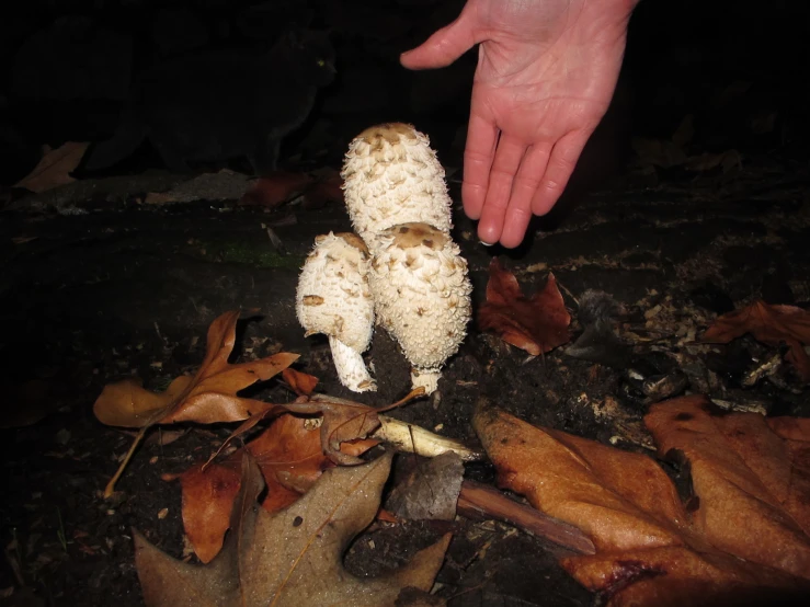 two mushrooms being held up by a hand
