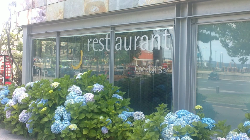 the blue flowers are in front of a window