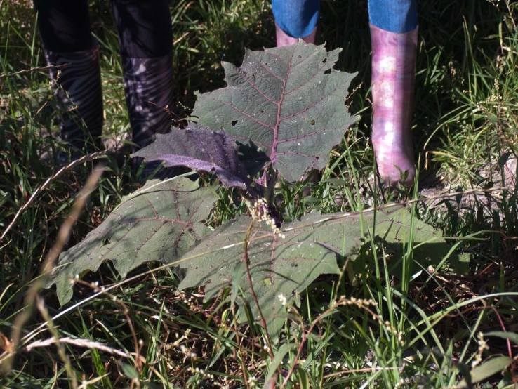 a leaf with a rubber boot in between two feet
