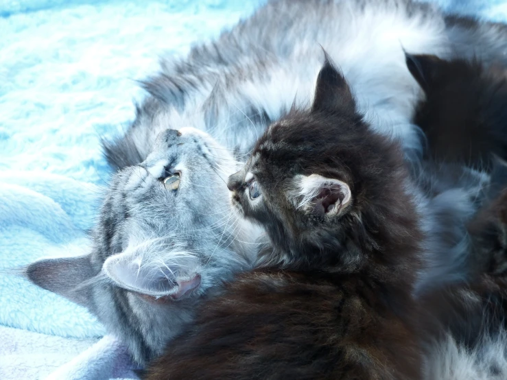 two grey cats laying on top of each other