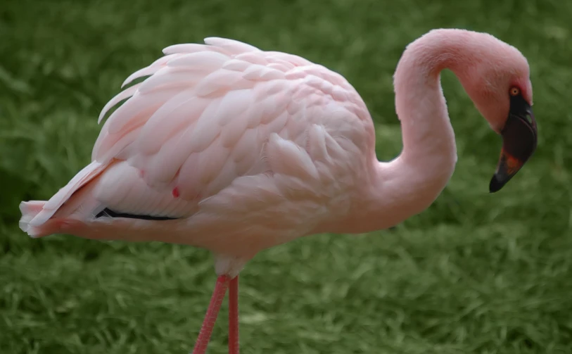 a pink flamingo standing on the grass with its 