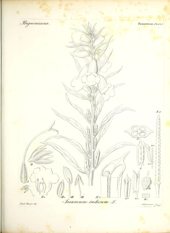 this is a page from a book showing sketches of plants