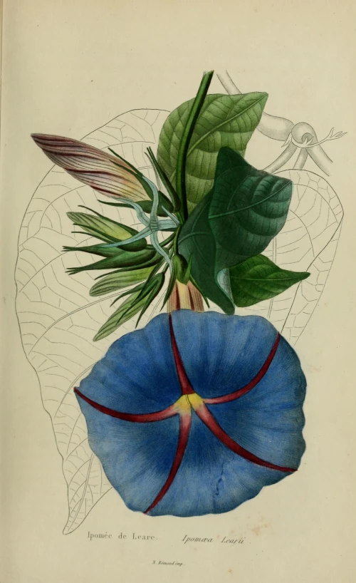 a drawing of a blue flower on a leafy stem