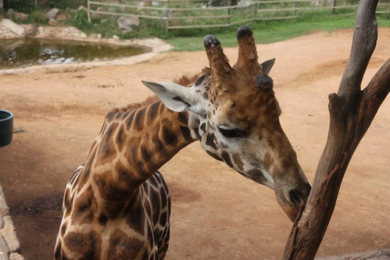 a giraffe standing next to a tree in an enclosure