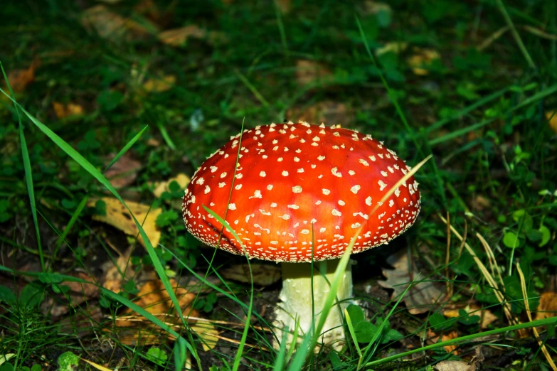 a toad mushroom with tiny speckles on a grassy field