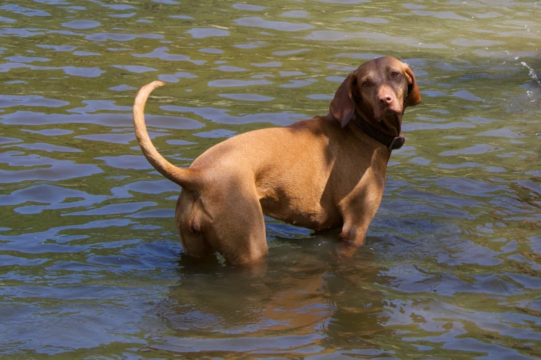 a brown dog standing in water next to an open field