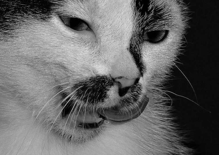 a close up po of a cat's face