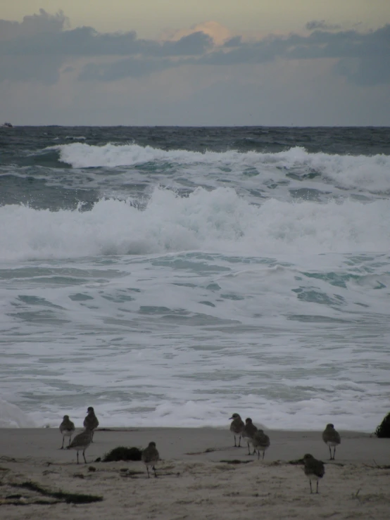 a group of birds standing on the beach next to an ocean