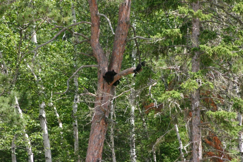 a black bear standing in a tree reaching towards the top