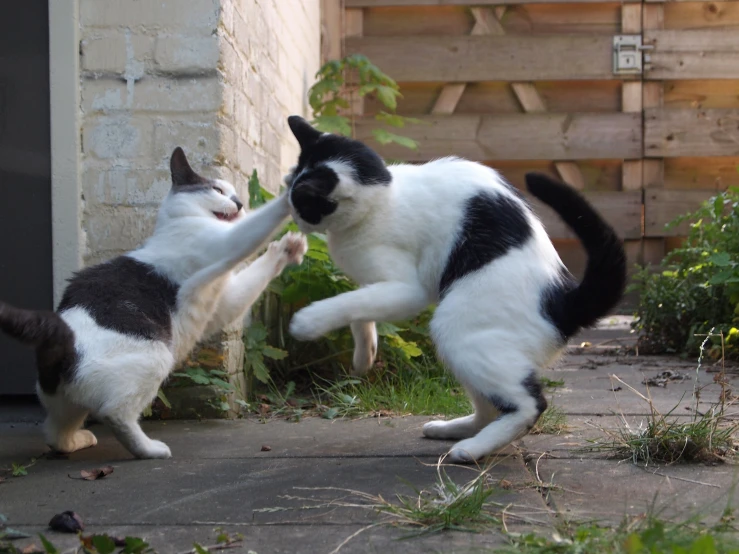 two cats are playing outside near some flowers