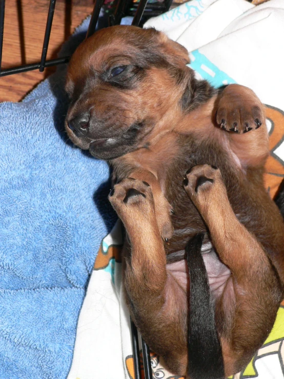 the puppy is holding its paws and trying to get out of the cage