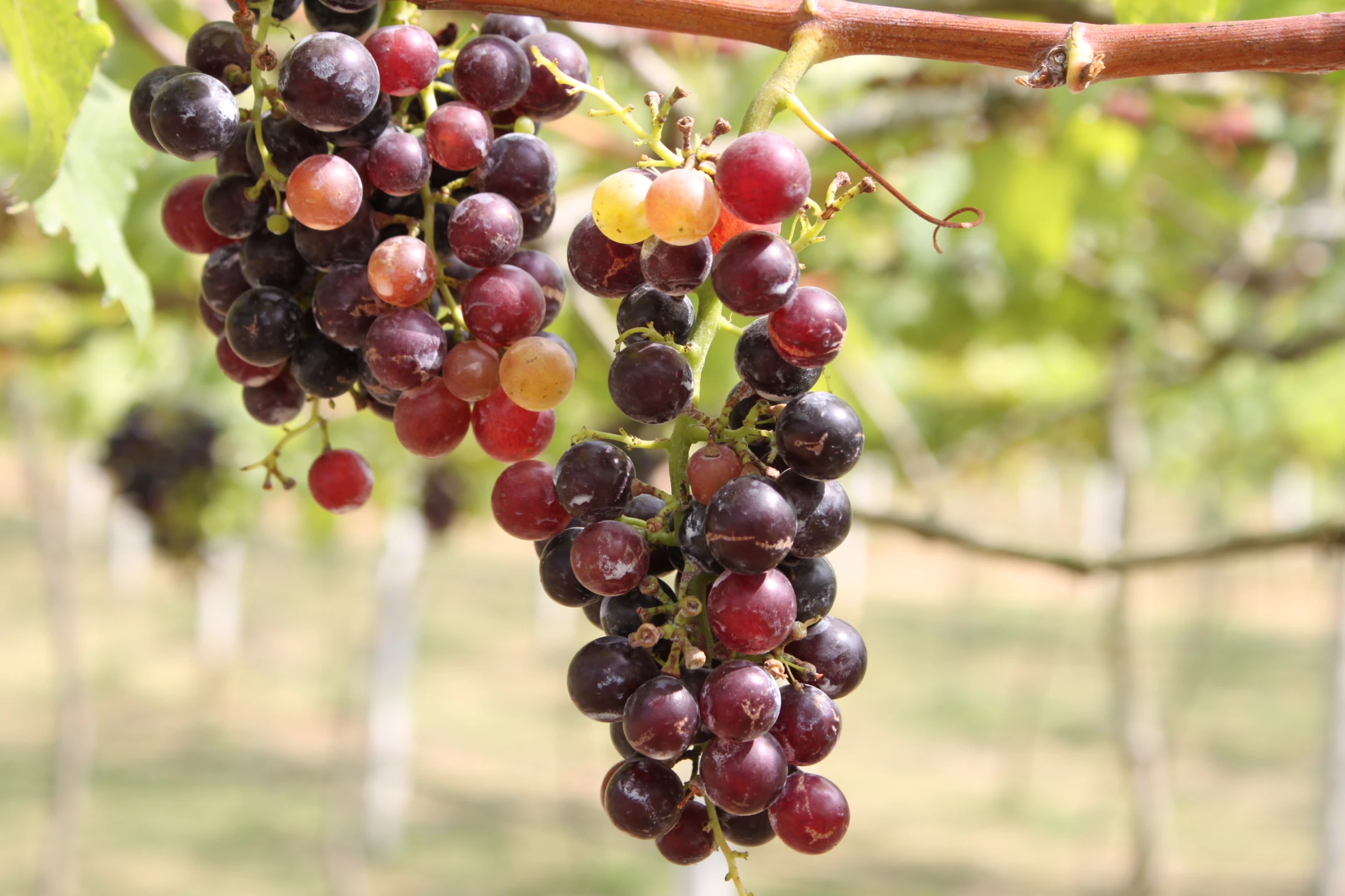 gs growing on a vine in a vineyard