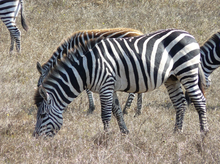 two zes graze on grass that looks brown