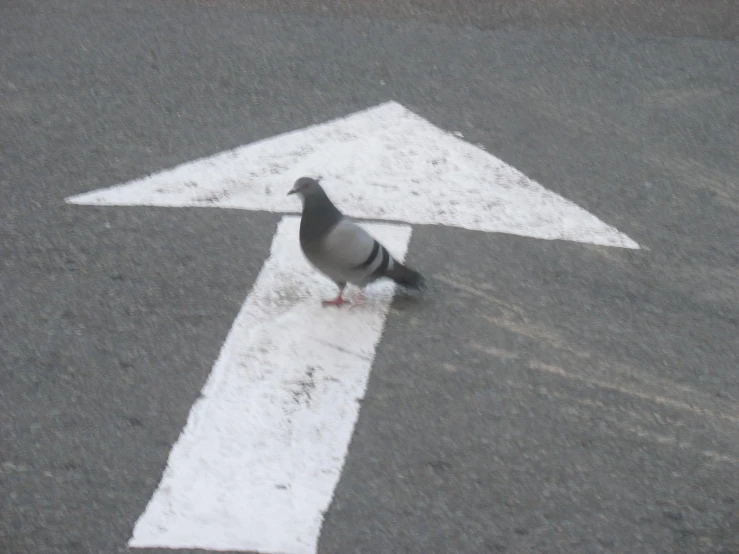 a pigeon that is standing in the middle of a street