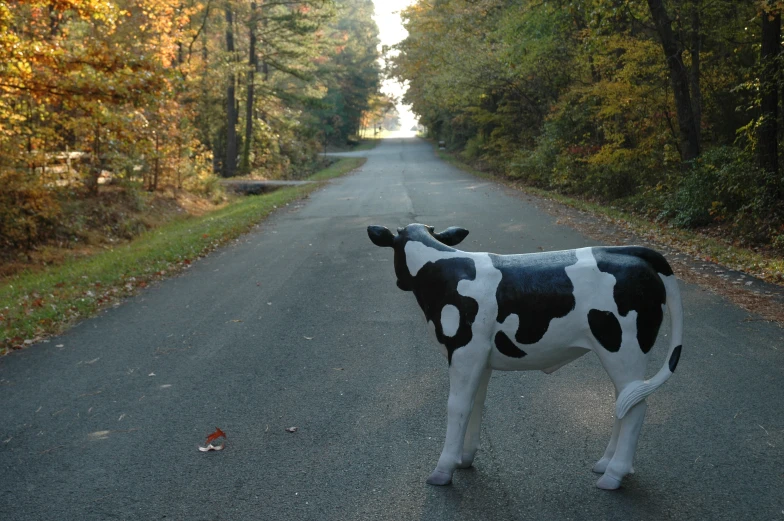 a cow is standing in the middle of the road