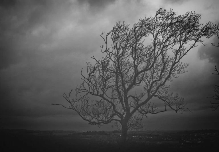 a very tall leafy tree in a field