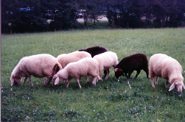 sheep grazing on green grass in open field