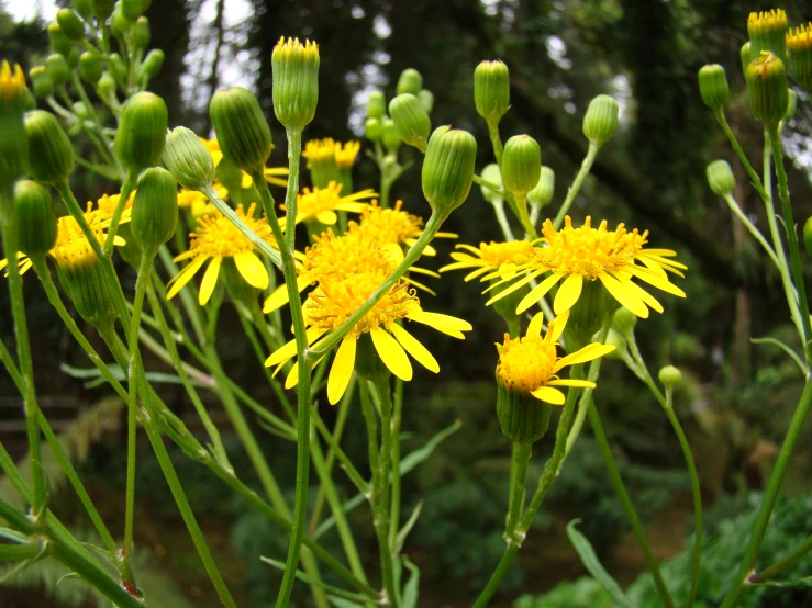 yellow flowers in an open field, one large flower