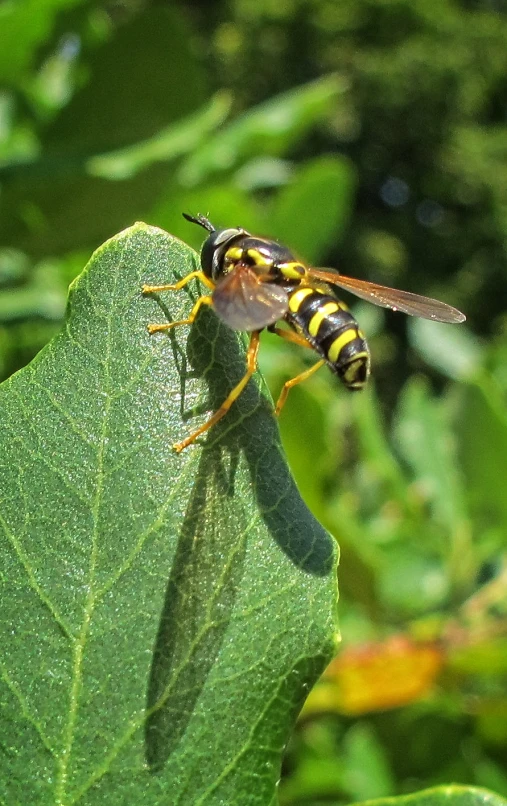 a black and yellow insect is sitting on a green leaf