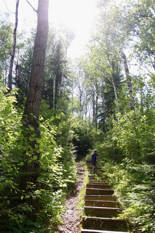 a path is surrounded by trees and bushes