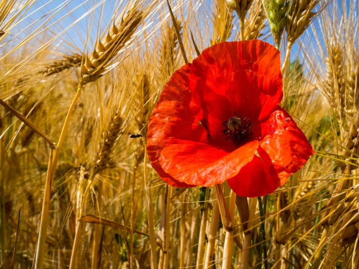 red poppy in front of ripe wheat stalks