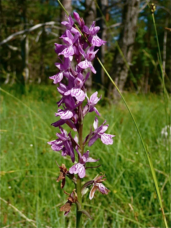 a very pretty purple plant near some trees