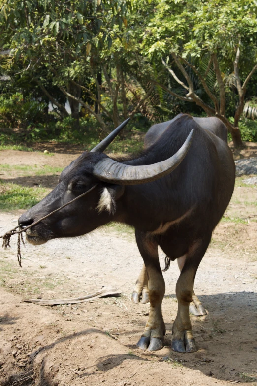 an animal with long horns standing on a dirt ground