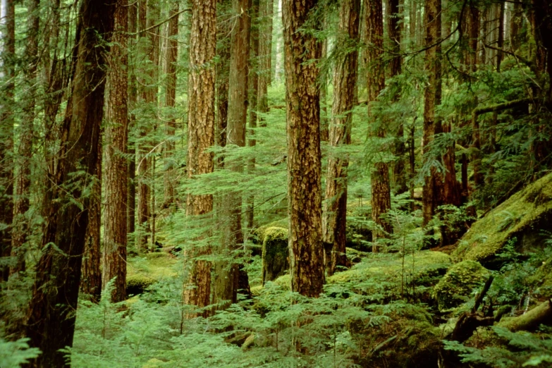 a dense forest with many trees and lush green grass