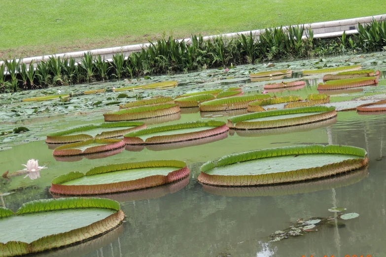 many lily pads and flowers are surrounded by water