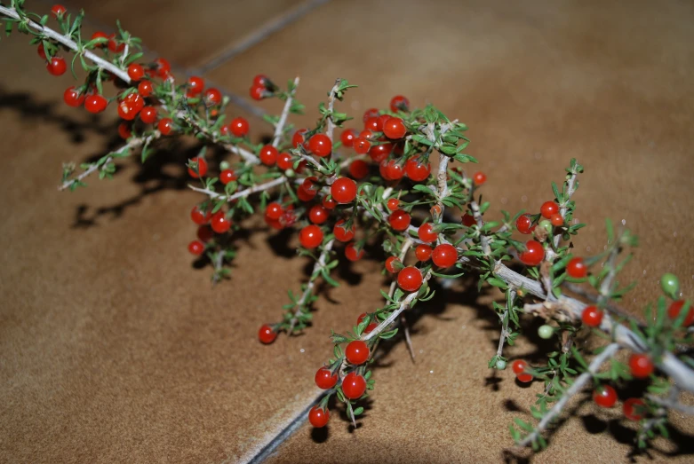 red berries sprout on the nches of an shrub